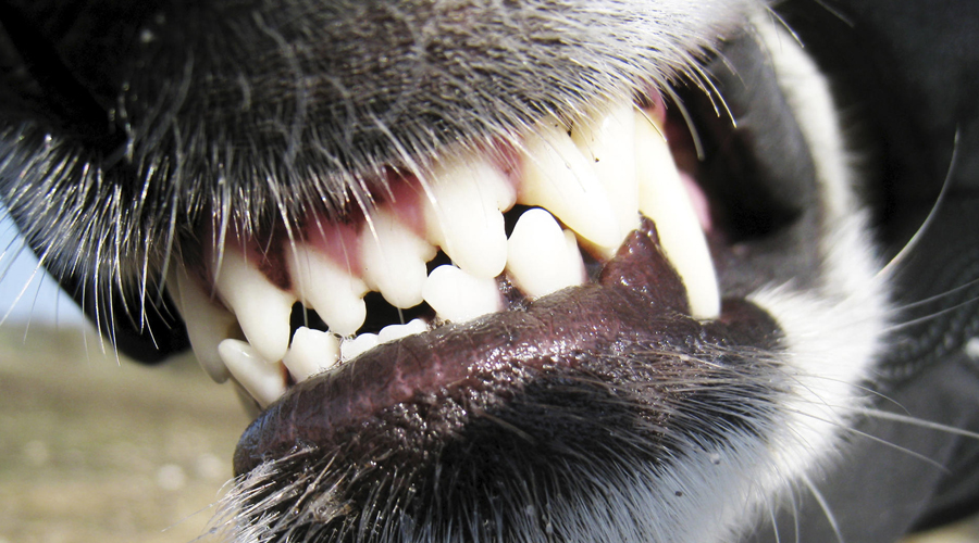 Что делать, если напала собака