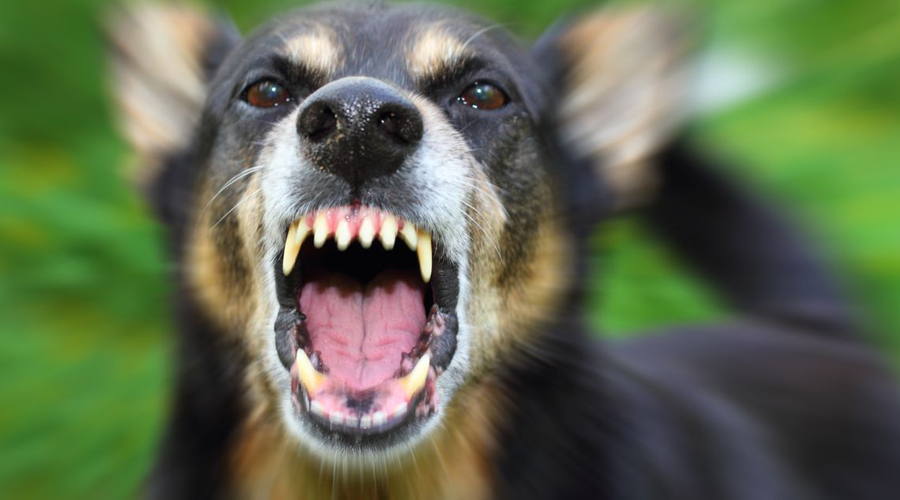 Что делать, если напала собака