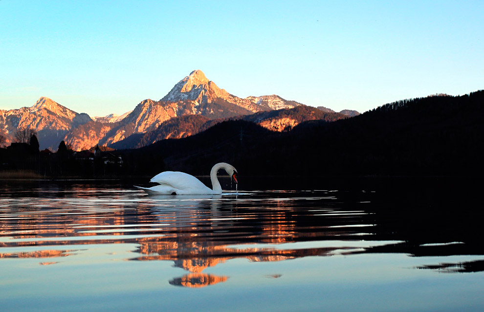 Весенние цветы Весенние цветы