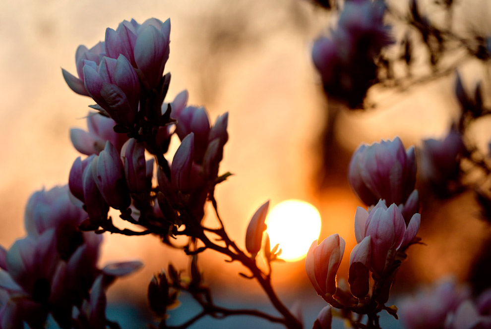 Весенние цветы Весенние цветы