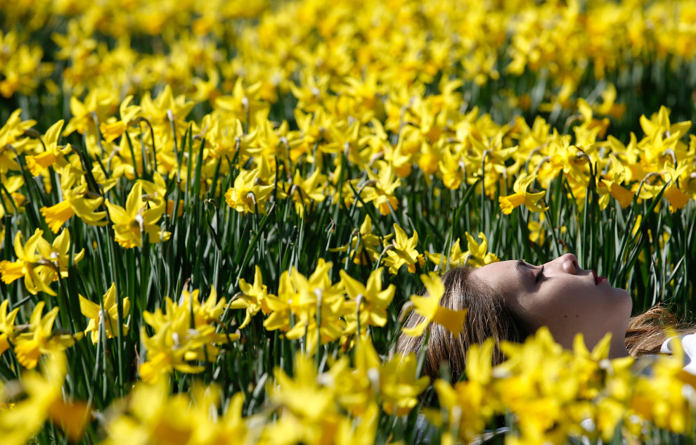 Весенние цветы Весенние цветы