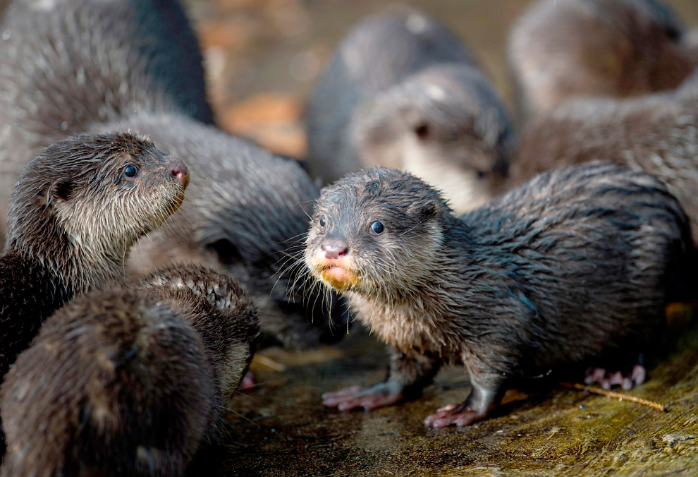 Весенние цветы Весенние цветы