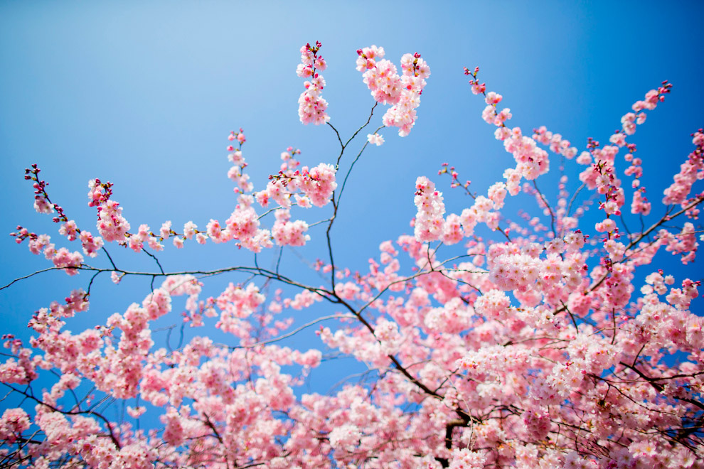 Весенние цветы Весенние цветы