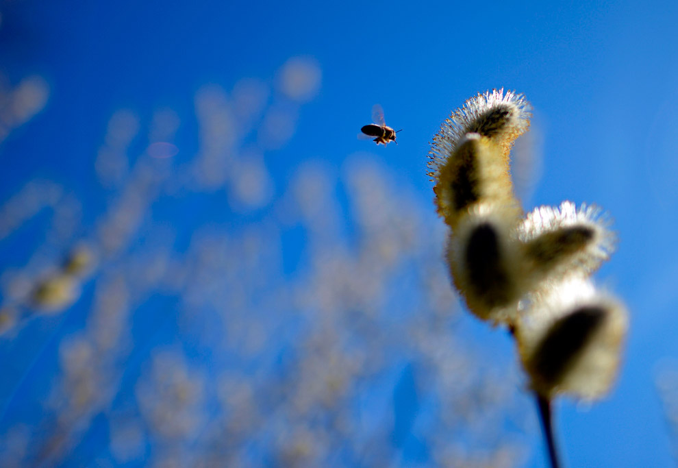 Весенние цветы Весенние цветы