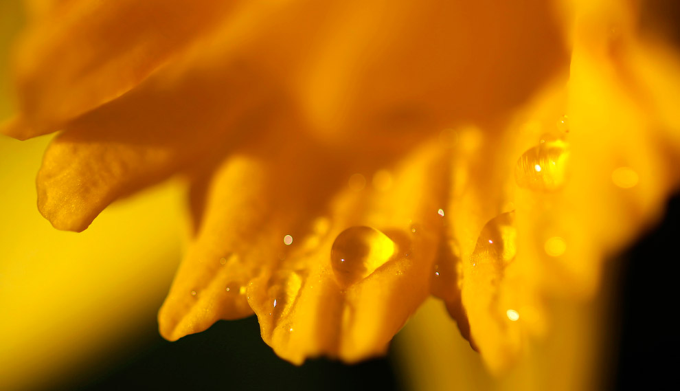 Весенние цветы Весенние цветы