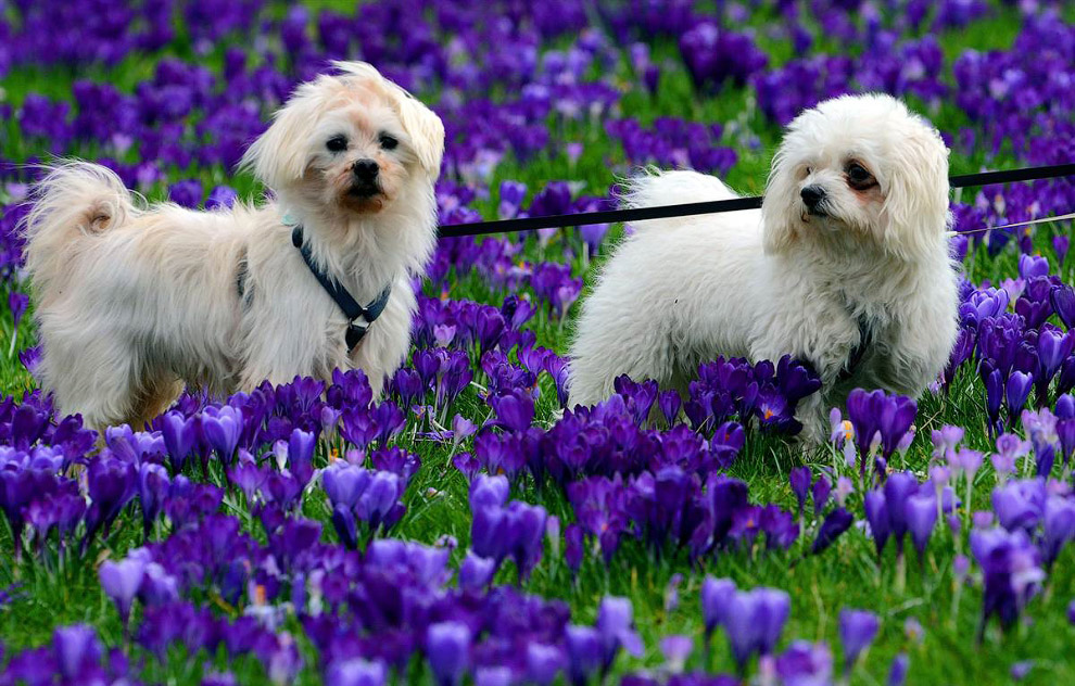 Животные в фотографиях Животные в фотографиях