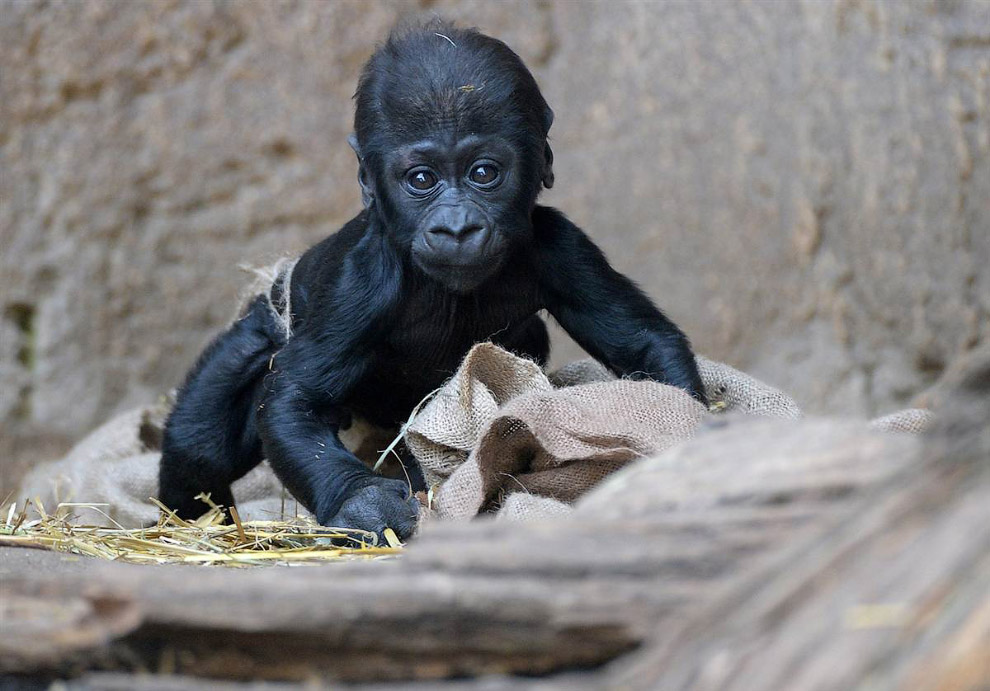 Животные в фотографиях Животные в фотографиях