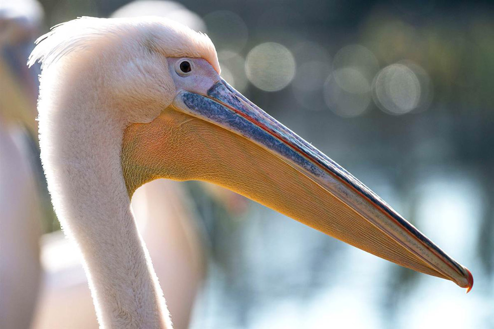 Животные в фотографиях Животные в фотографиях