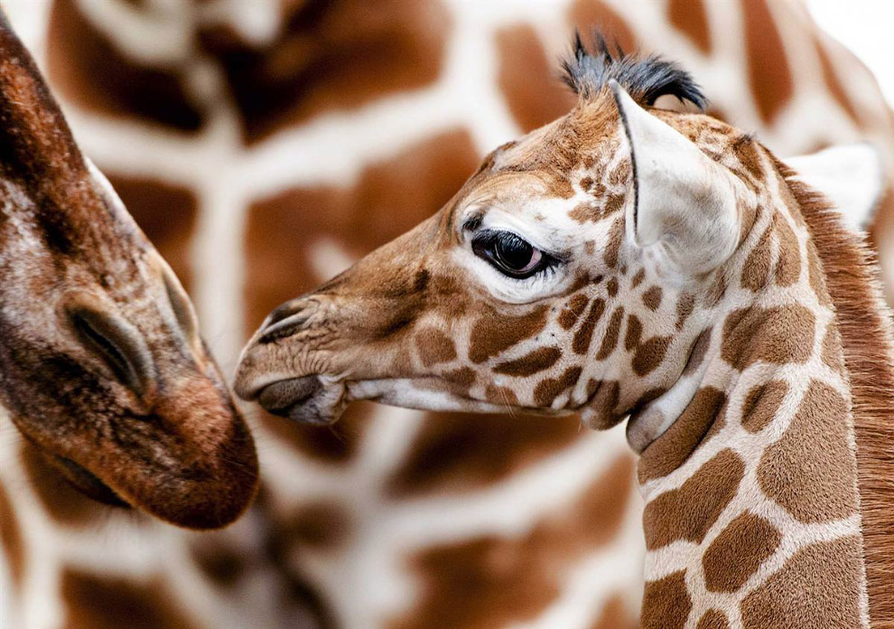 Животные в фотографиях Животные в фотографиях