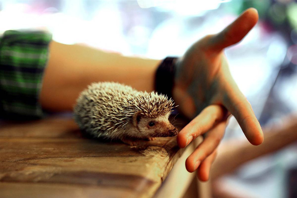 Животные в фотографиях Животные в фотографиях