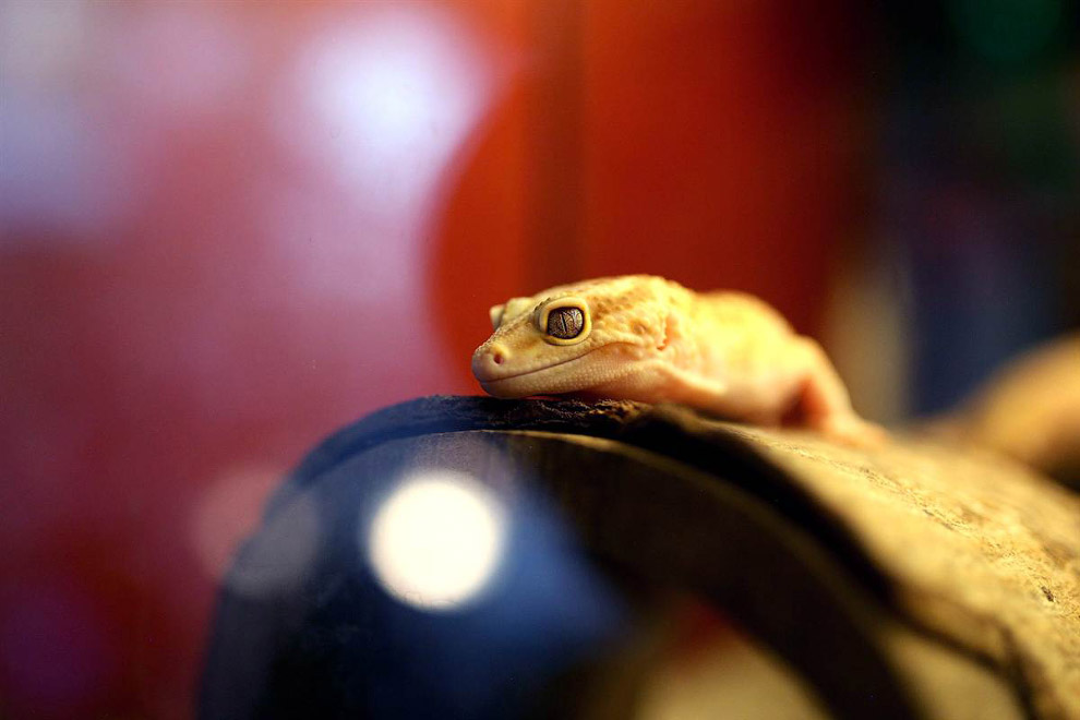 Животные в фотографиях Животные в фотографиях