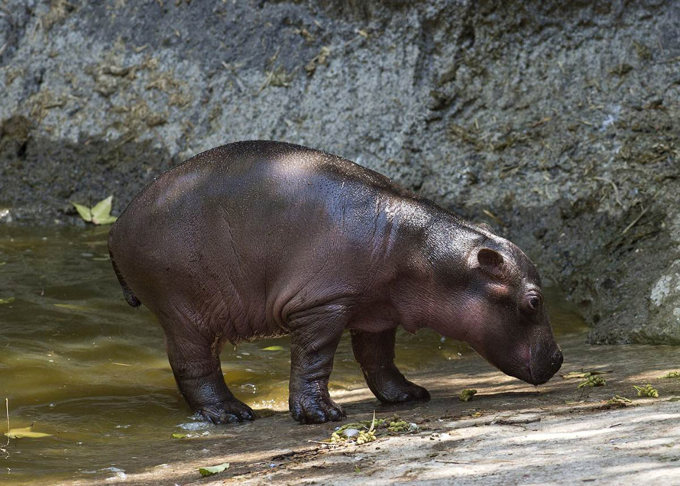 Животные в фотографиях Животные в фотографиях