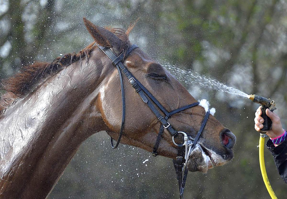 Животные в фотографиях Животные в фотографиях