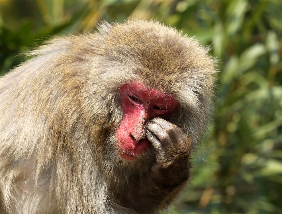 Животные в фотографиях Животные в фотографиях