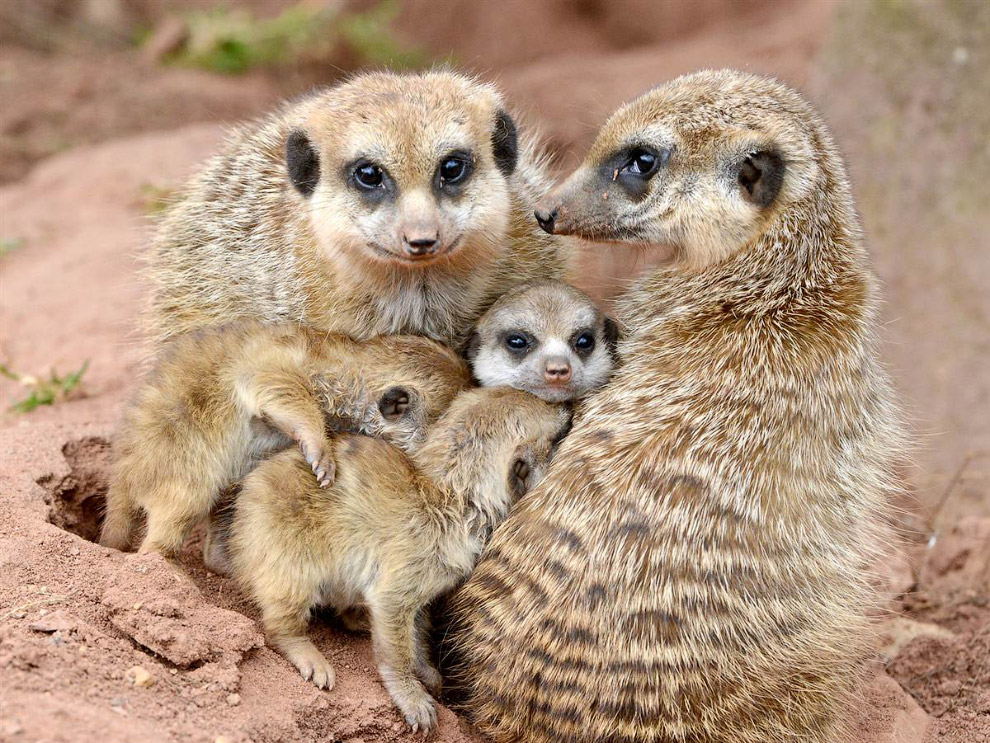 Животные в фотографиях Животные в фотографиях