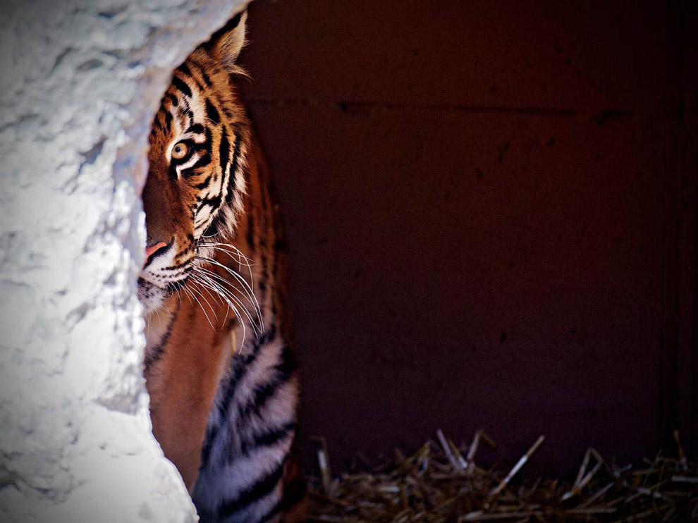 Животные в фотографиях Животные в фотографиях