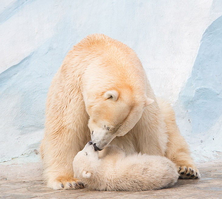 Весенние хлопоты в зоопарке