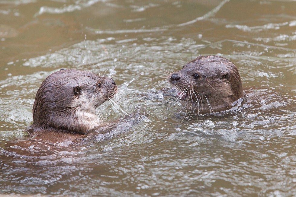 Весенние хлопоты в зоопарке