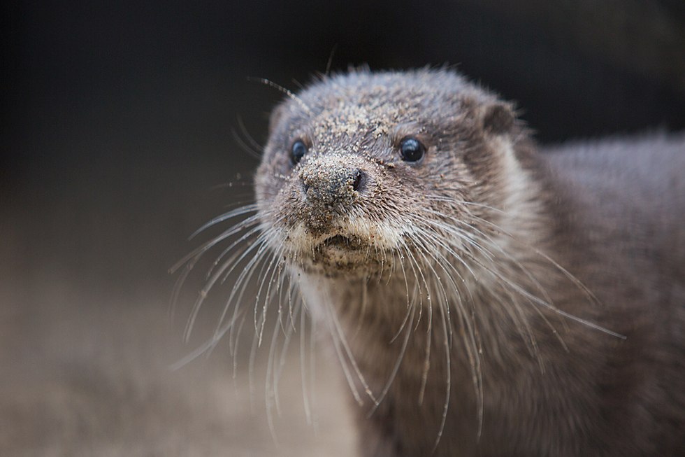 Весенние хлопоты в зоопарке