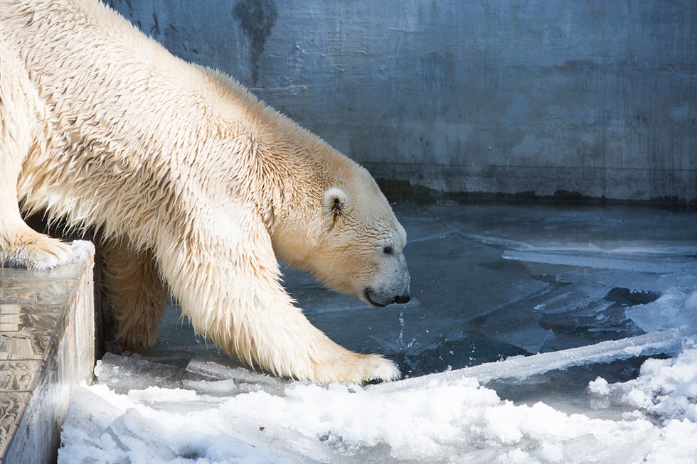 Весенние хлопоты в зоопарке