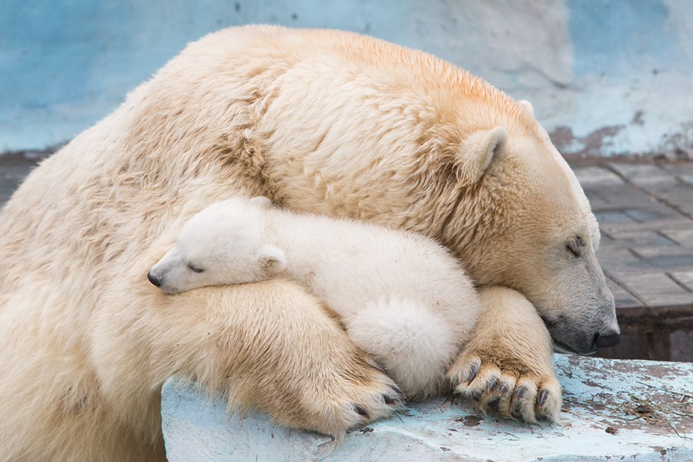 Весенние хлопоты в зоопарке