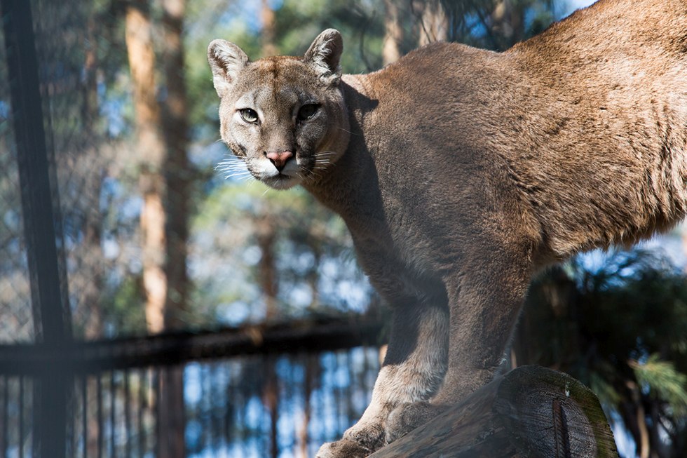 Весенние хлопоты в зоопарке