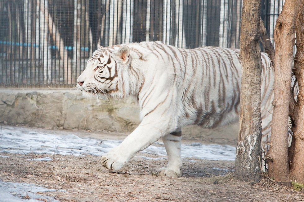 Весенние хлопоты в зоопарке