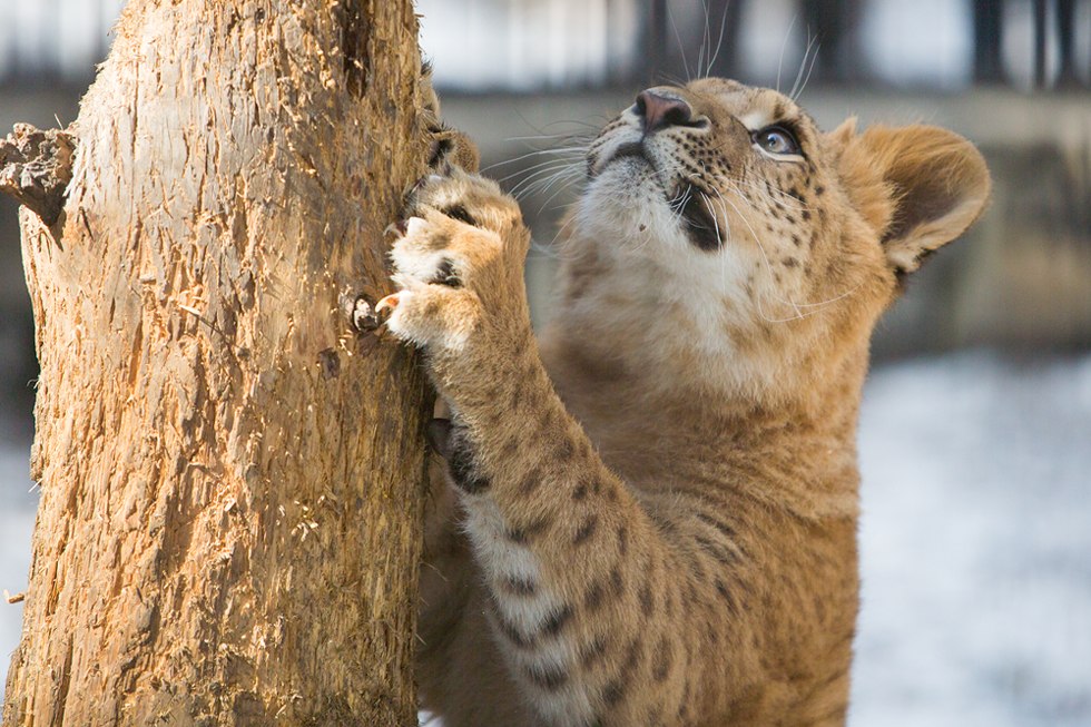 Весенние хлопоты в зоопарке