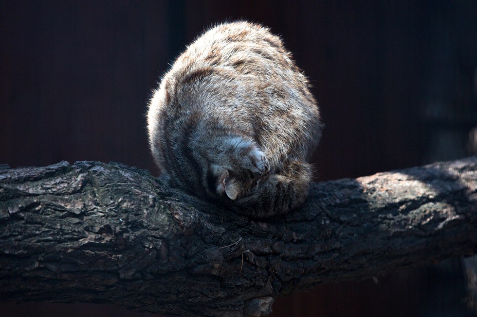 Весенние хлопоты в зоопарке