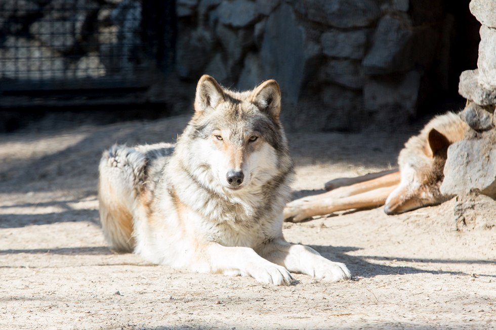 Весенние хлопоты в зоопарке