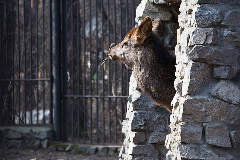 Весенние хлопоты в зоопарке