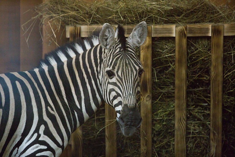 Весенние хлопоты в зоопарке