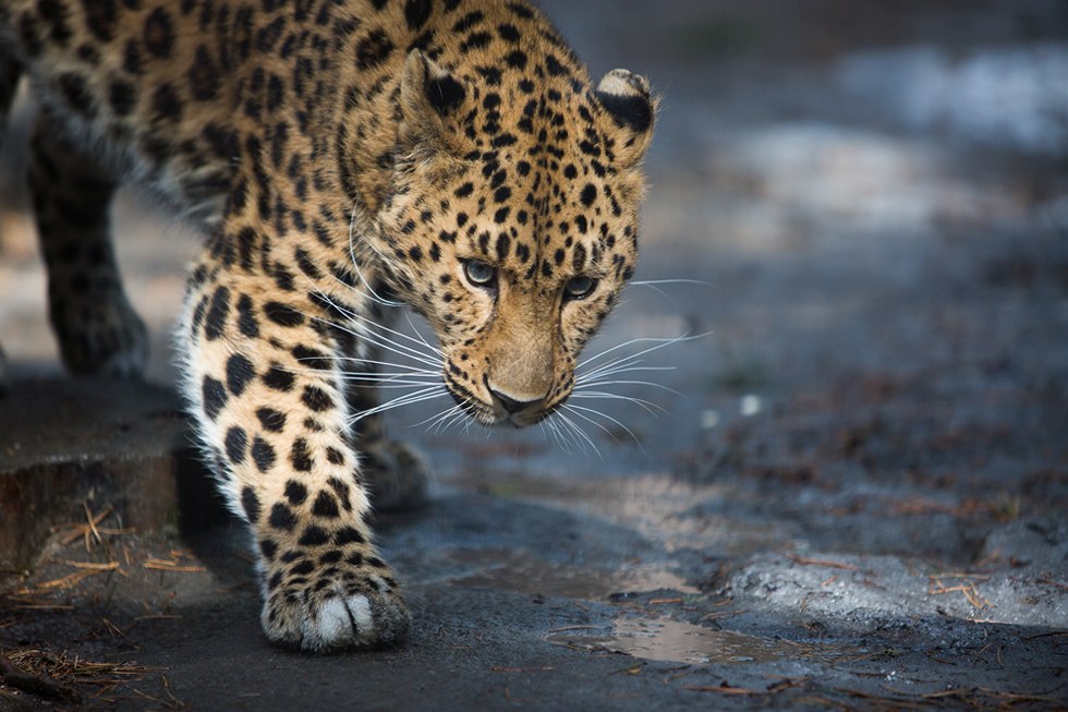 Весенние хлопоты в зоопарке