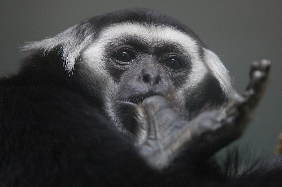 Весенние хлопоты в зоопарке