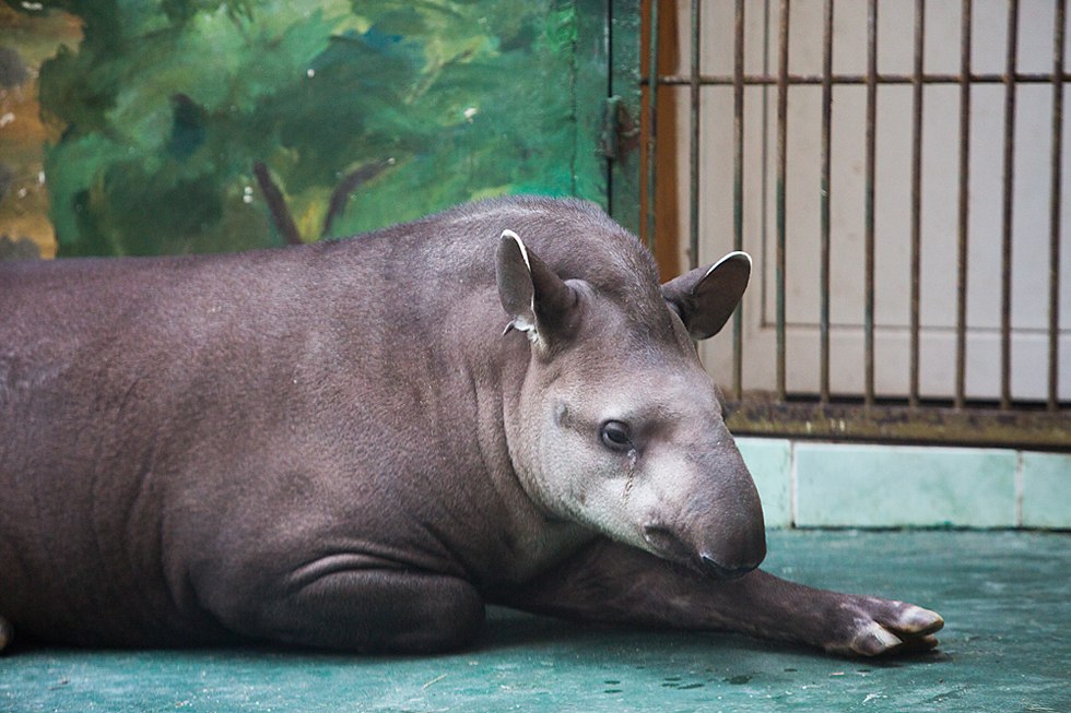 Весенние хлопоты в зоопарке