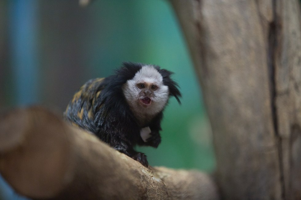 Весенние хлопоты в зоопарке