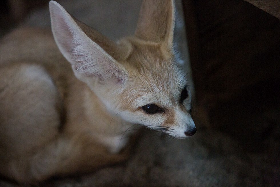 Весенние хлопоты в зоопарке