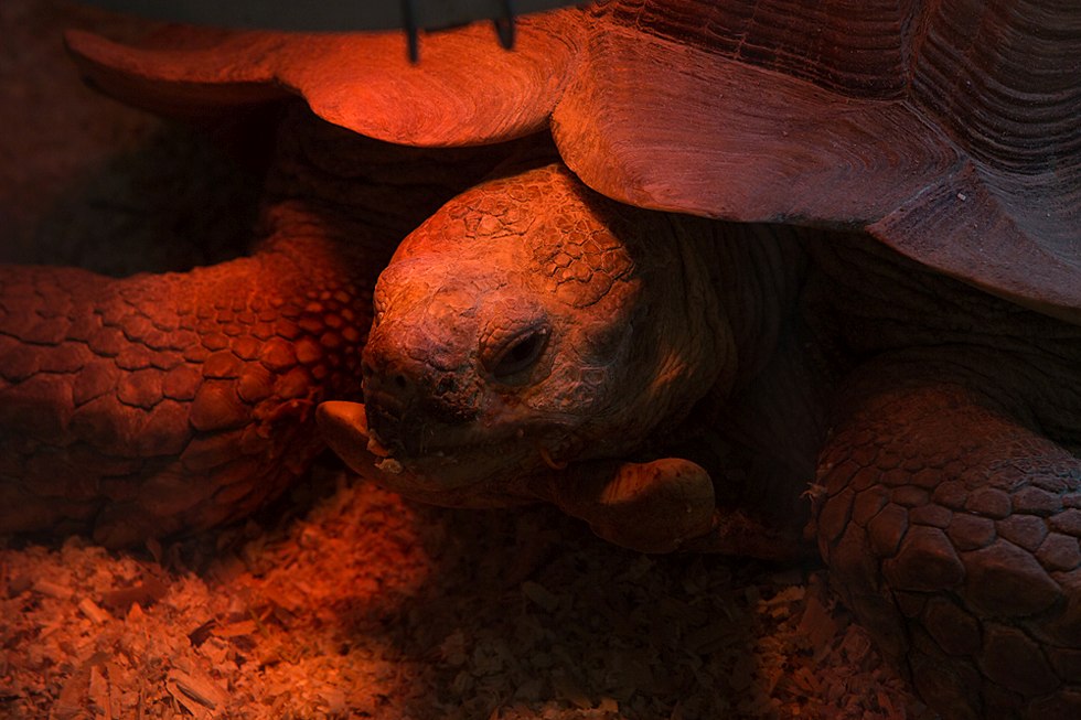 Весенние хлопоты в зоопарке