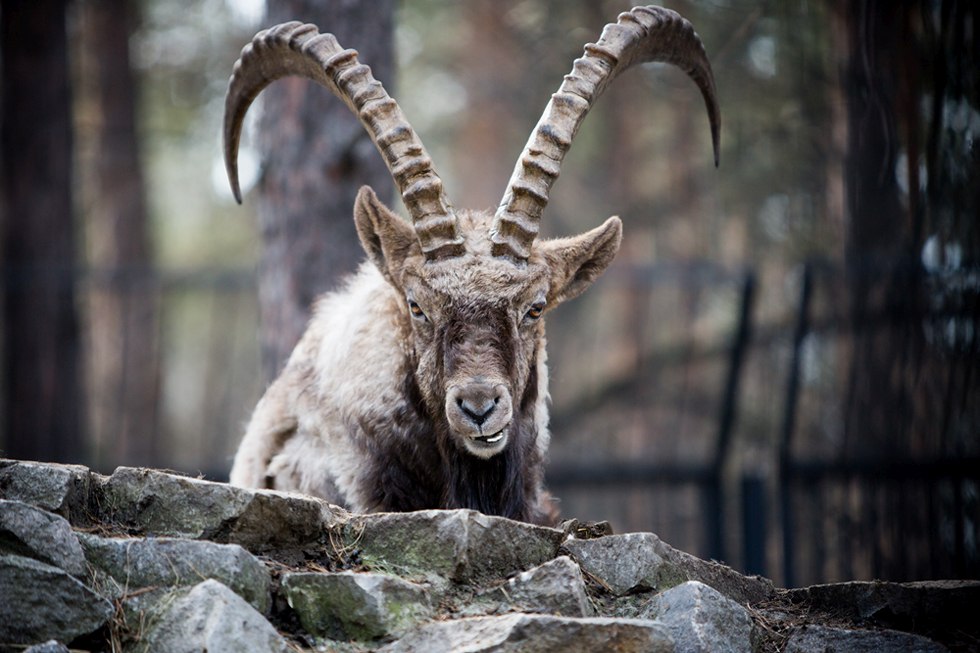 Весенние хлопоты в зоопарке
