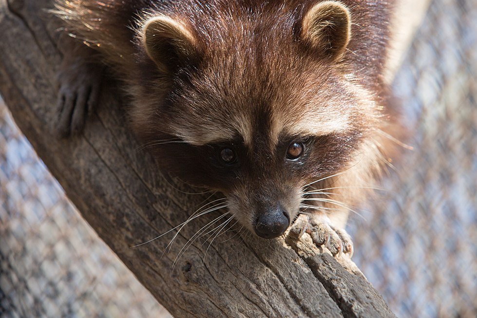 Весенние хлопоты в зоопарке