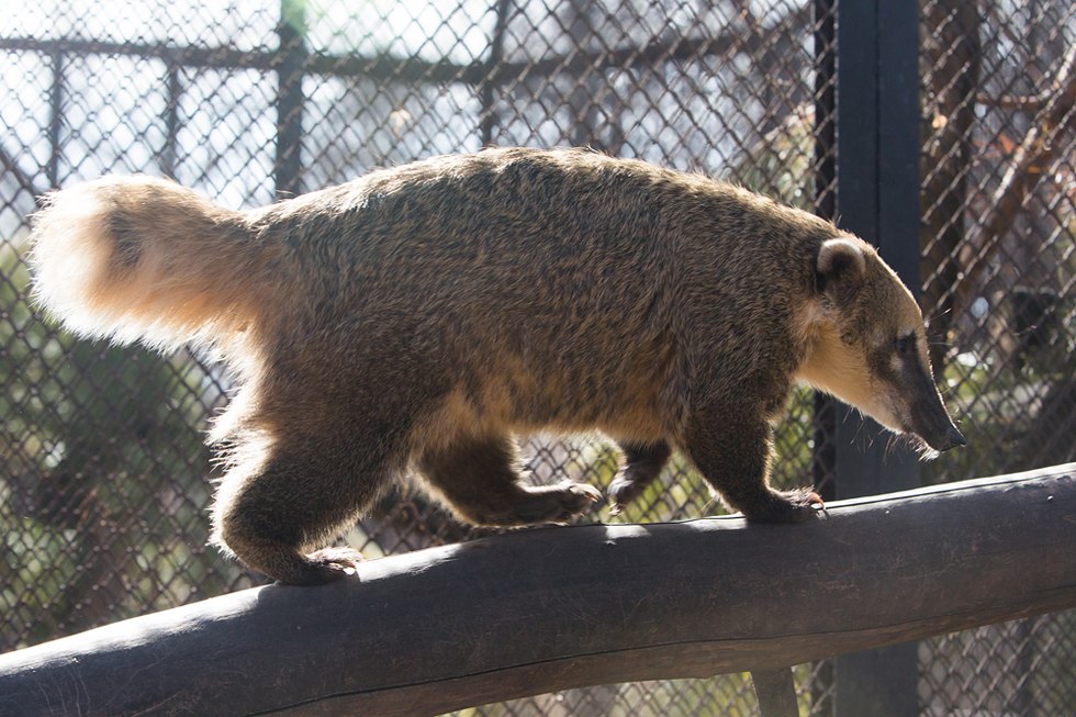 Весенние хлопоты в зоопарке