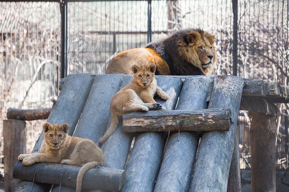 Весенние хлопоты в зоопарке