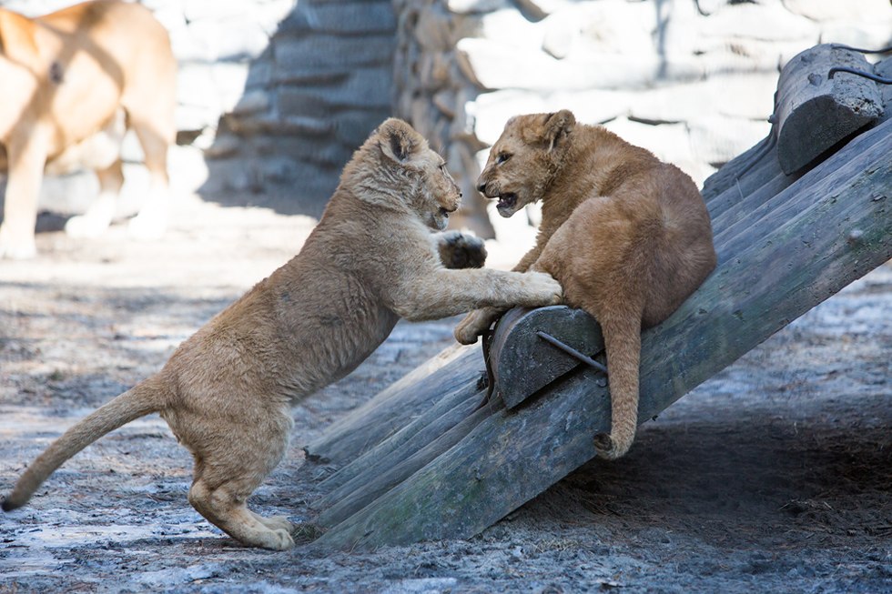 Весенние хлопоты в зоопарке