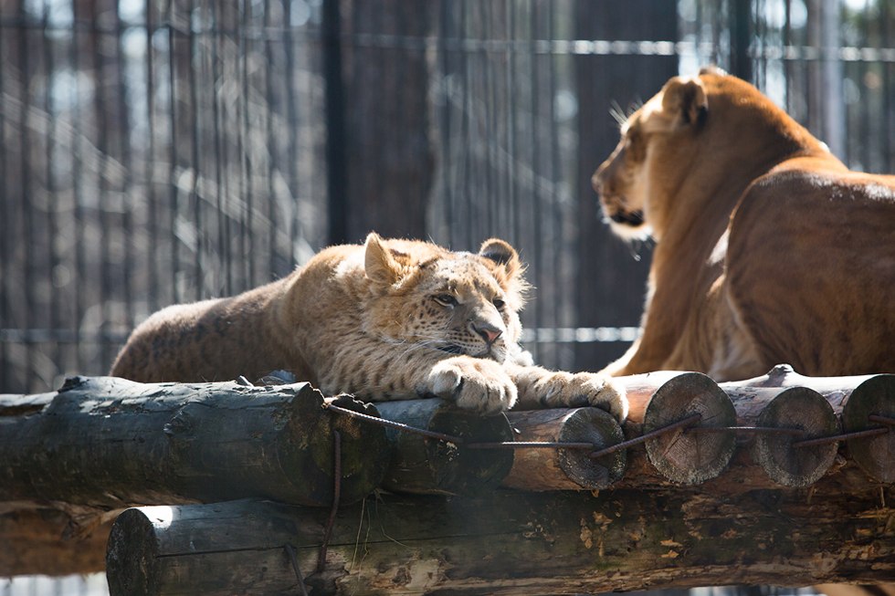 Весенние хлопоты в зоопарке