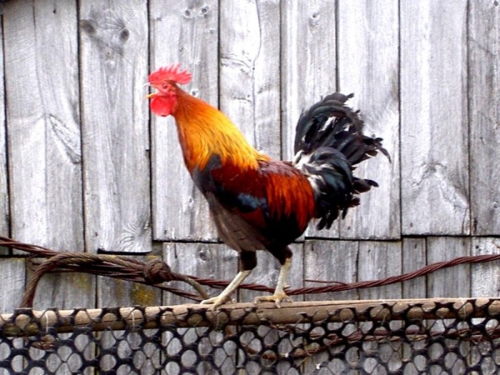 Как определяли время до изобретения часов Как определяли время до изобретения часов