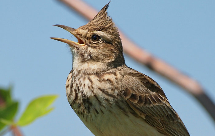 Как определяли время до изобретения часов Как определяли время до изобретения часов