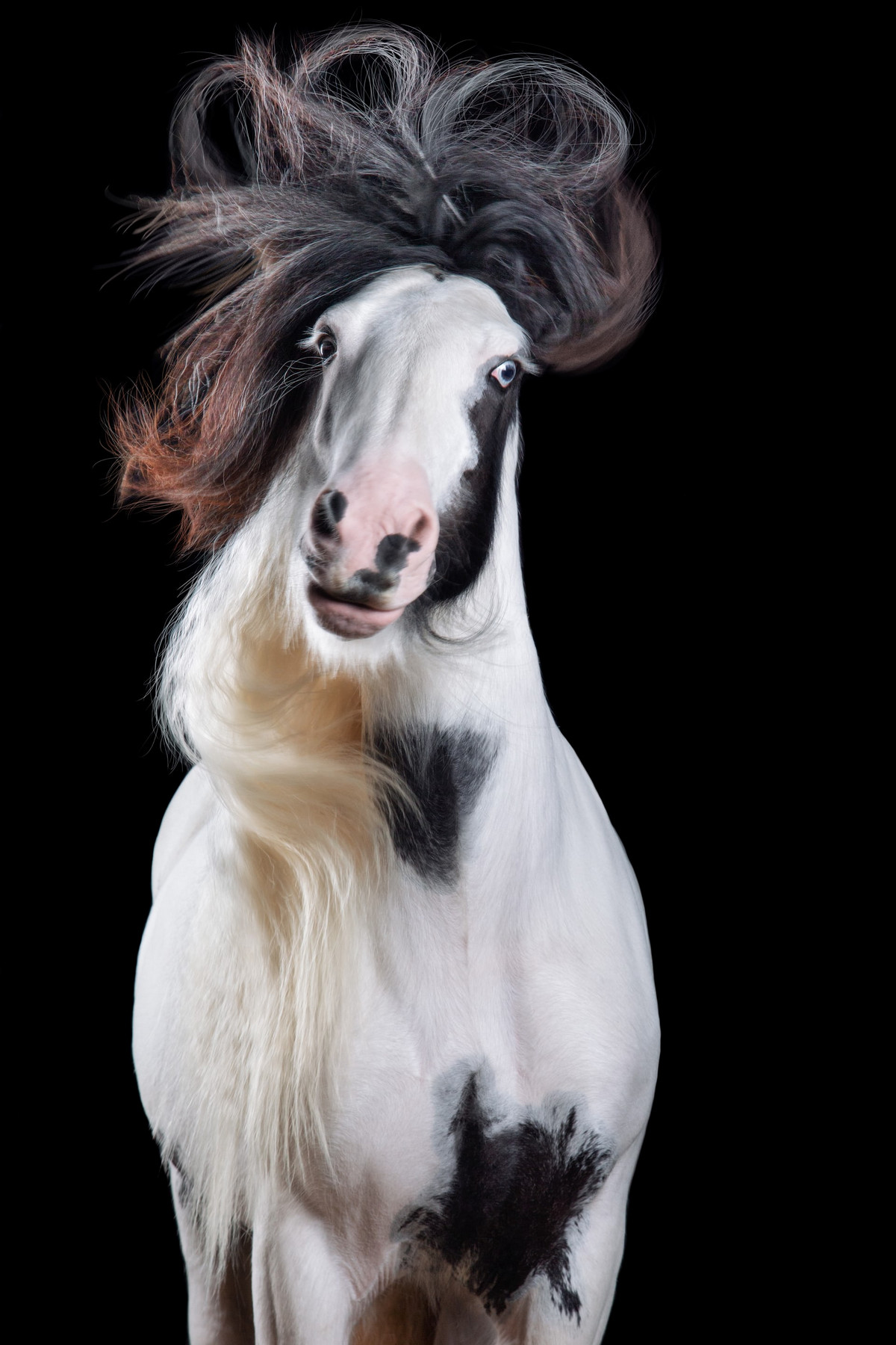 «Лошадиный стиль» в объективе фотографа Вибке Хаас «Лошадиный стиль» в объективе фотографа Вибке Хаас