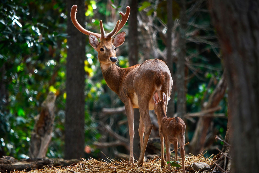Зоопарк в Таиланде
