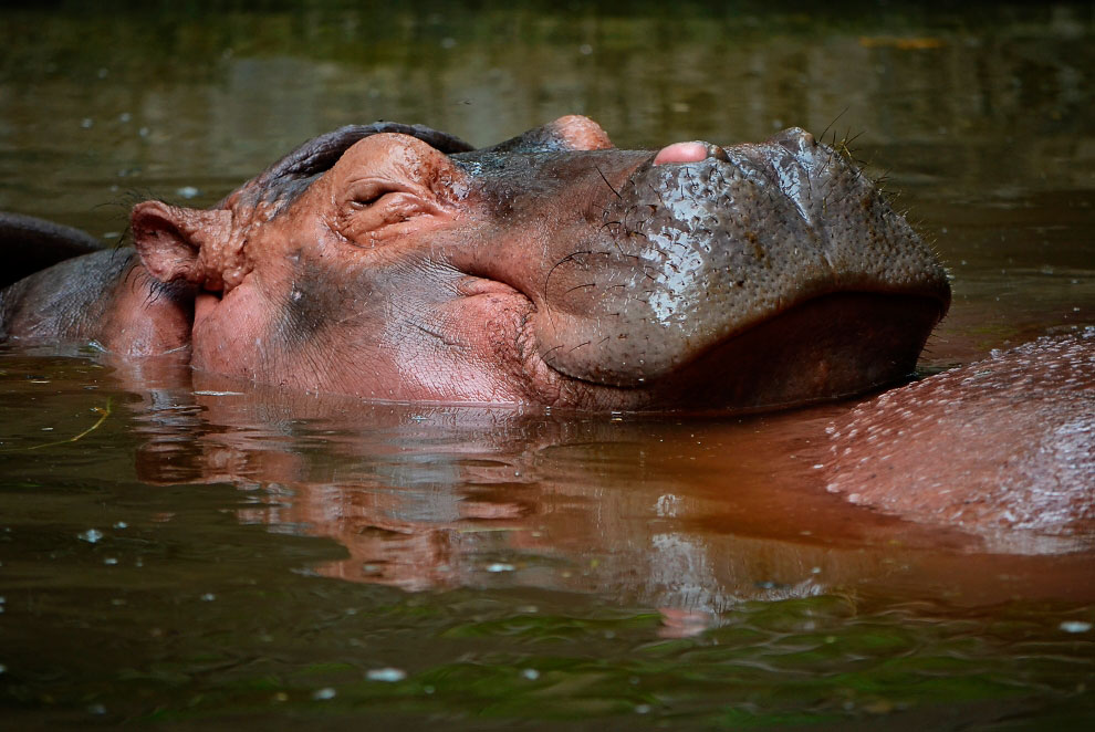 Зоопарк в Таиланде