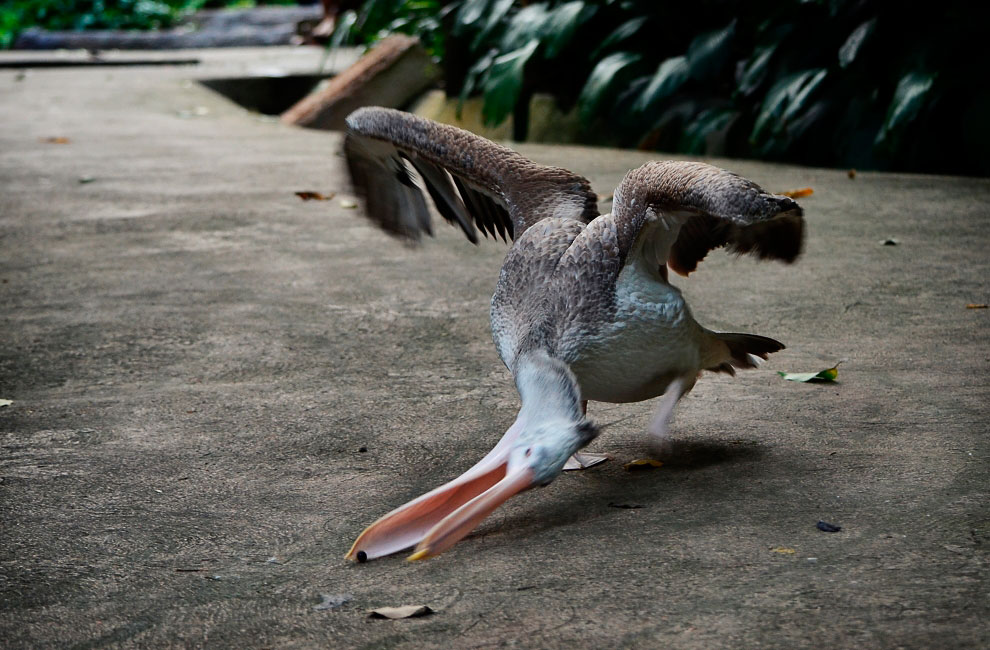 Зоопарк в Таиланде